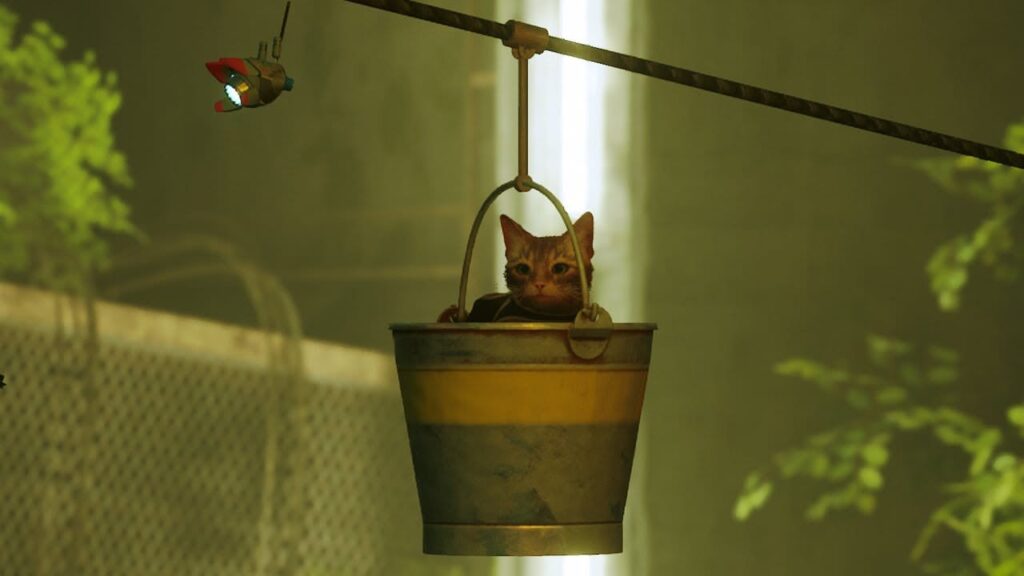 Kitty going for a bucket ride - STRAY